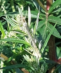 Platycnemis pennipes