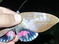 Phyllodes imperialis