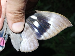 Phyllodes imperialis