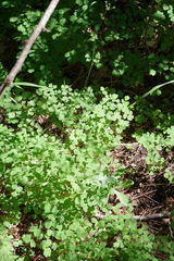 Thalictrum calabricum