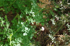 Thalictrum calabricum