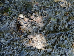 Forficula auricularia