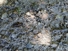 Forficula auricularia