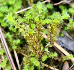 Ptychomnion aciculare