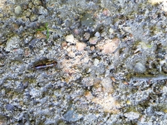 Forficula auricularia
