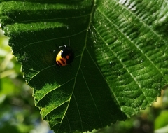 Coleoptera