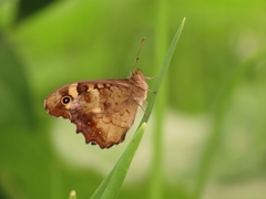 Pararge aegeria