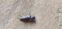 Diplostethus carolinensis
