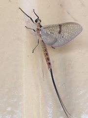 Ephemera vulgata