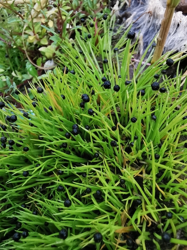 Eriocaulon abyssinicum