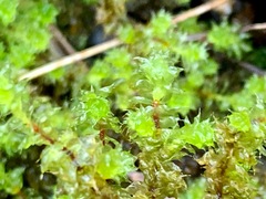 Ptychomnion aciculare