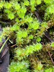 Ptychomnion aciculare