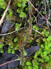 Ptychomnion aciculare