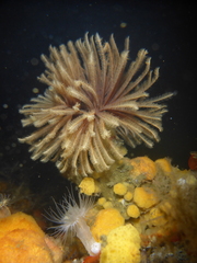 Eudistylia polymorpha