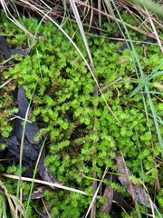 Ptychomnion aciculare