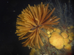 Eudistylia polymorpha