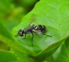 Diptera