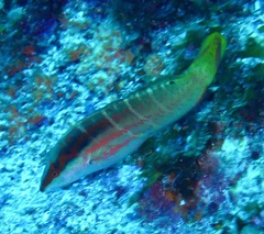 Coris dorsomacula