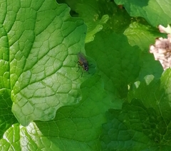 Muscidae