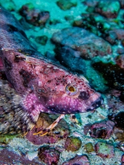 Clinus superciliosus