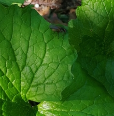 Muscidae