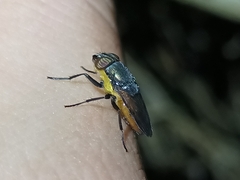 Stomorhina xanthogaster