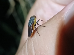 Stomorhina xanthogaster