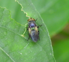 Diptera
