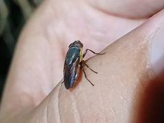 Stomorhina xanthogaster