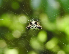 Gasteracantha kuhli