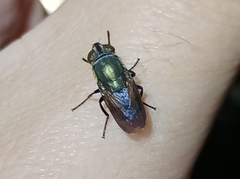 Stomorhina xanthogaster