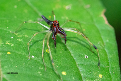 Lyssomanes temperatus