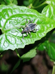 Elytrurus serrulatus