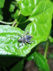 Elytrurus serrulatus