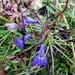 Lobelia kirkii
