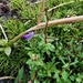 Lobelia kirkii 3