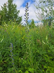 Echium vulgare
