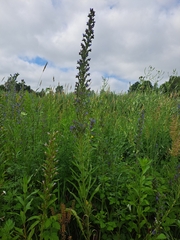 Echium vulgare