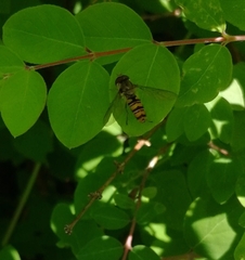 Episyrphus balteatus
