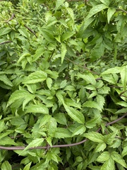 Clematis terniflora mandshurica
