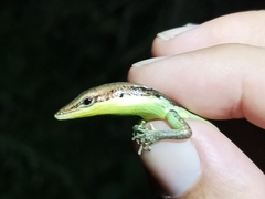 Emoia cyanogaster