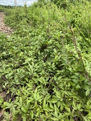 Clematis terniflora mandshurica