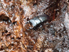 Aegus laevicollis formosae