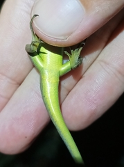 Emoia cyanogaster