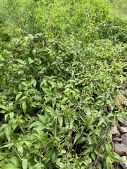 Clematis terniflora mandshurica