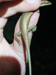Emoia cyanogaster