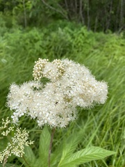 Filipendula palmata