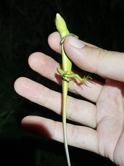 Emoia cyanogaster