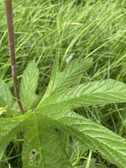 Filipendula palmata