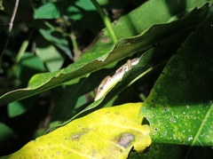 Emoia cyanogaster